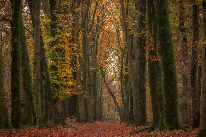 Bomenlaan met een schuine boom van Moetwil en van Dijk - Fotografie