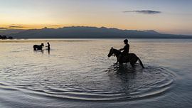 Sumbawa's horses love the sea by Anges van der Logt