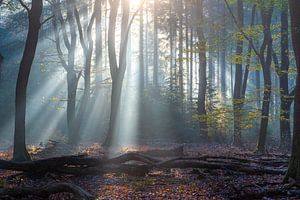Lichtshow im Wald