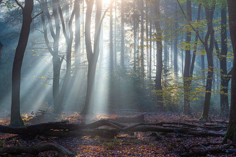 Lichtshow in het bos van Eelke Brandsma