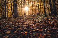 Herfstsfeer in het bos