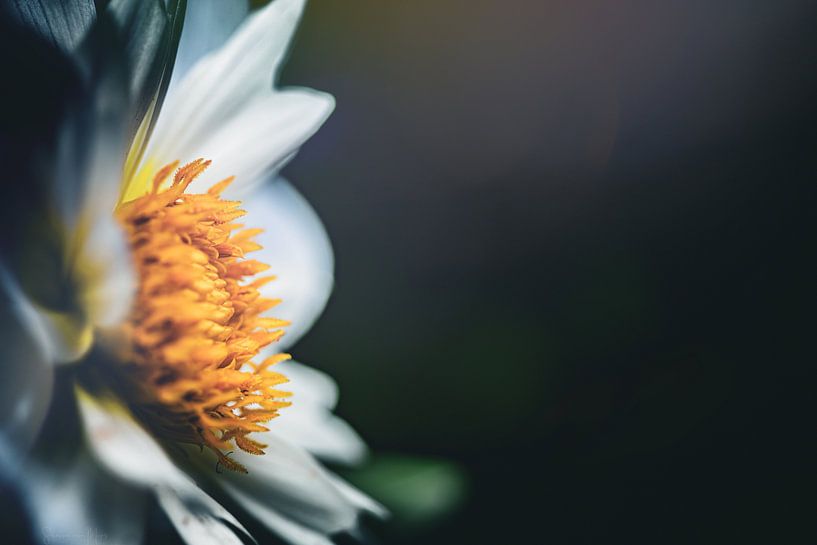 Snowwhite by Shanna van Mens Fotografie