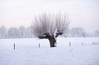 Kopfweide in Winterlandschaft von Merijn van der Vliet Miniaturansicht
