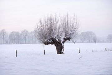 Knotwilg in winters landschap van Merijn van der Vliet