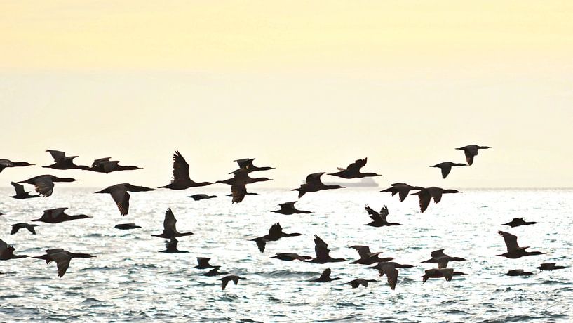 a flock of cormorants by Werner Lehmann