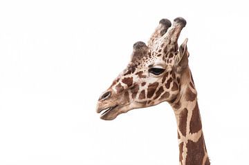Giraffe von Saartje Lommelen