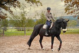 Training with the Bayer black horse Baveria on a riding arena in autumn