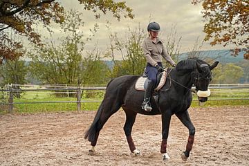 Entraînement avec le cheval noir de Bayer Baveria sur un manège en automne