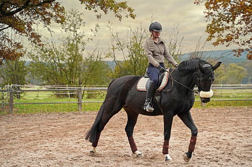 Training met het Beierse zwarte paard Baveria op een rijbak in de herfst