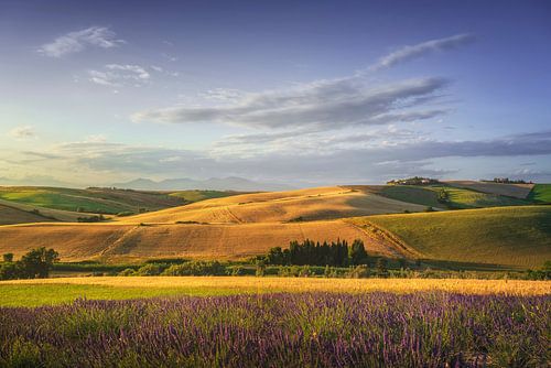 Lavender in Tuscany, hills and green fields. Santa Luce