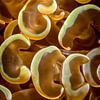 Abstracte close-up van koraal van Filip Staes