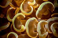 Abstracte close-up van koraal van Filip Staes thumbnail