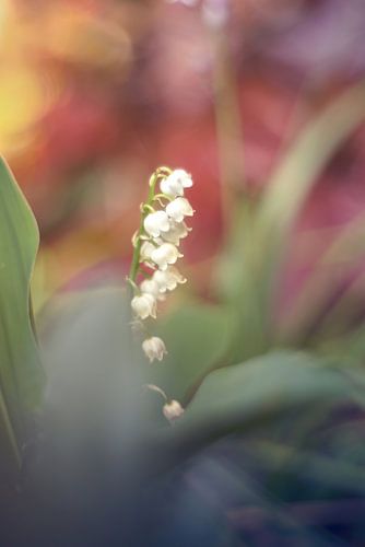 lily of valleys