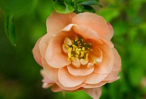 Pfirsich Quitte mit Blättern Blume Makro