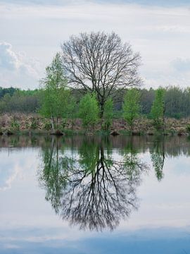 Miroir sur snippephotography
