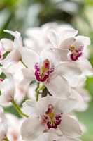 Orchidee 3