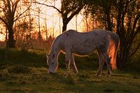 Paard in de avondzon