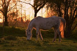 Paard in de avondzon by Maarten Honinx