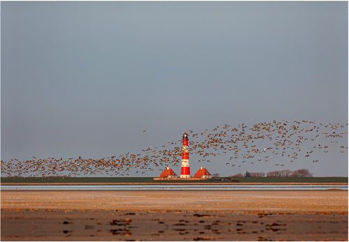 Flock of geese off Westerhever by Annett Mirsberger