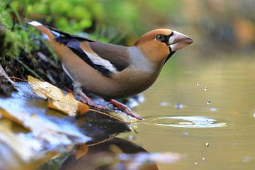 Thirsty Apple Finch by Petervanderlecq