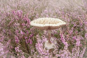 Pilz. Herbst. Lila. Nebel. Heidekraut.