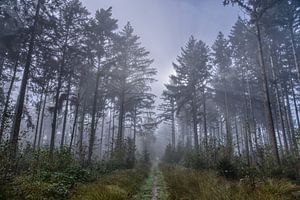 Chemin à travers une forêt brumeuse
