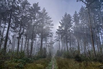 Pad door een mistig bos van Joran Quinten