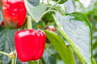 Rode paprika op paprikaplanten in een kas van Sjoerd van der Wal Fotografie thumbnail