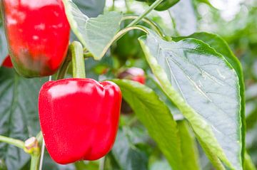 Red paprika growing on paprika plants in a greenhouse by Sjoerd van der Wal Photography