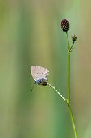 Pimpernelblauwtje