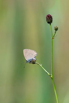 Pimpernelblauwtje van Brigitte Mulders