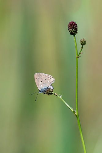 Scarce large blue