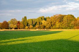 Green meadow and trees in Wambeek Ternat, by Werner Lerooy