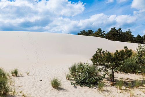 crystal white sand on the schoorl dunes in holland