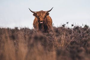 Schotse hooglander van Dennis Bresser