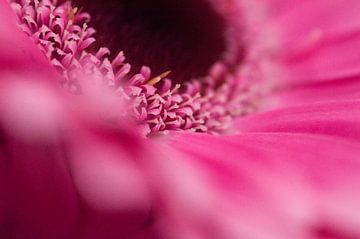 Roze Gerbera van Simone Haneveer