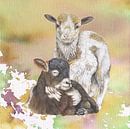 Drenthe moor sheep by Jasper de Ruiter thumbnail