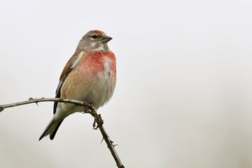 Linnet (Carduelis cannabina), kleurrijke inheemse zangvogel, mannetje, wilde dieren, Europa. van wunderbare Erde