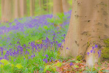 Fleurs de campanules bleues poussant sur le sol de la forêt dans le Hallerbos sur Sjoerd van der Wal Photographie