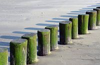 Grüne Stöcke am Meer Ameland