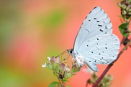 Faulbaum-Bläuling  (Celastrina argiolus) auf der Hut