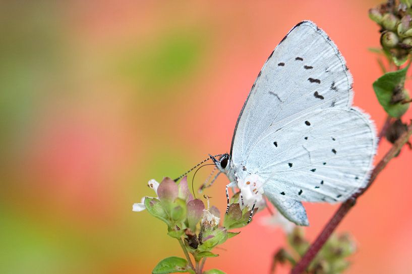 Holly Blue (Celastrina argiolus) on guard by jordan blaauw
