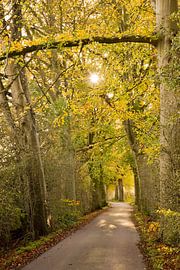 Betoverend lichtspel in het bos