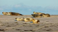 Zeehonden op het strand van Roland Brack thumbnail
