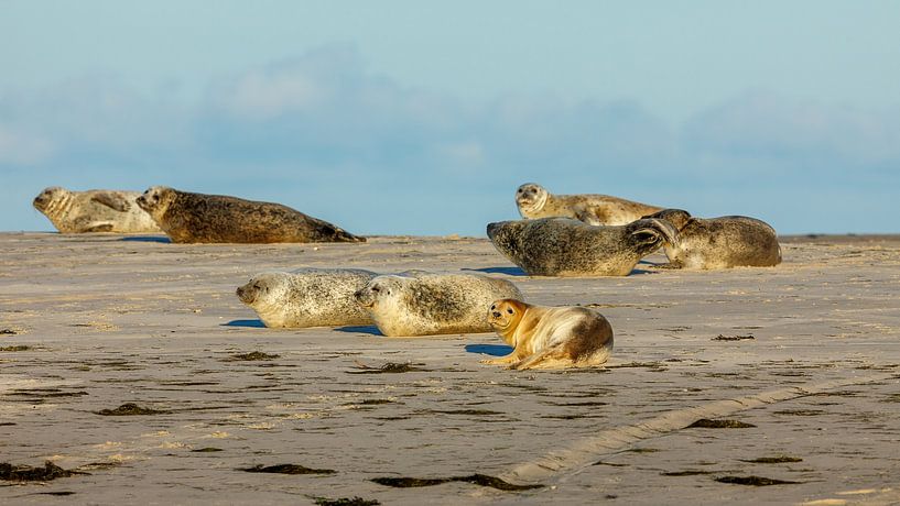 Zeehonden op het strand van Roland Brack