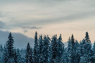 Verschneite Baumkronen in Finnland bei Sonnenuntergang | Winter in Finnisch-Lappland von Suzanne Spijkers