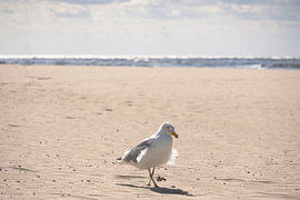 mouette sur Christina Neuhaus-Petrosino