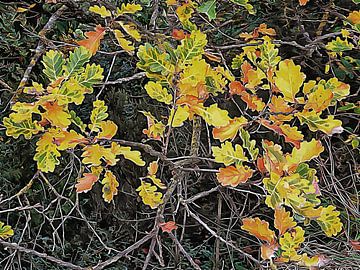 Oak Leaves In December Umbria