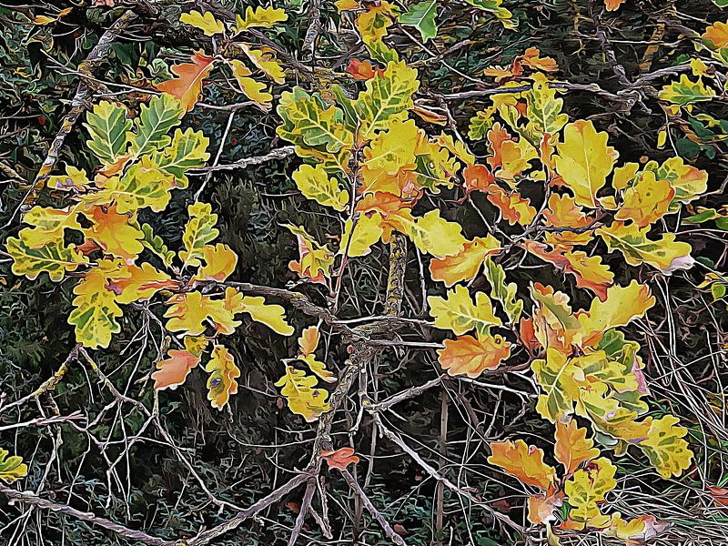 Eichenblätter im Dezember Umbrien von Dorothy Berry-Lound
