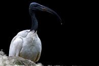 Foto Zwartkop Ibis van Guido Heijnen thumbnail